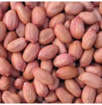 Groundnut